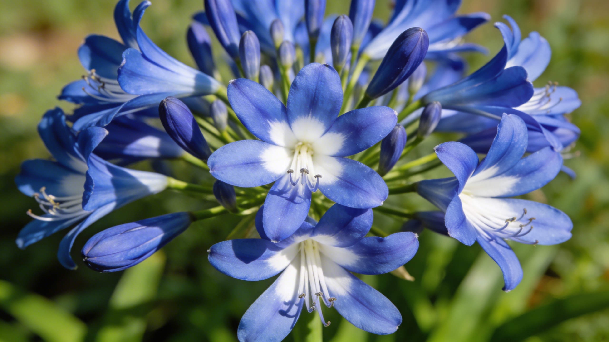 Agapanthes épanouies dès l'été : ce qu'il faut vraiment faire en avril