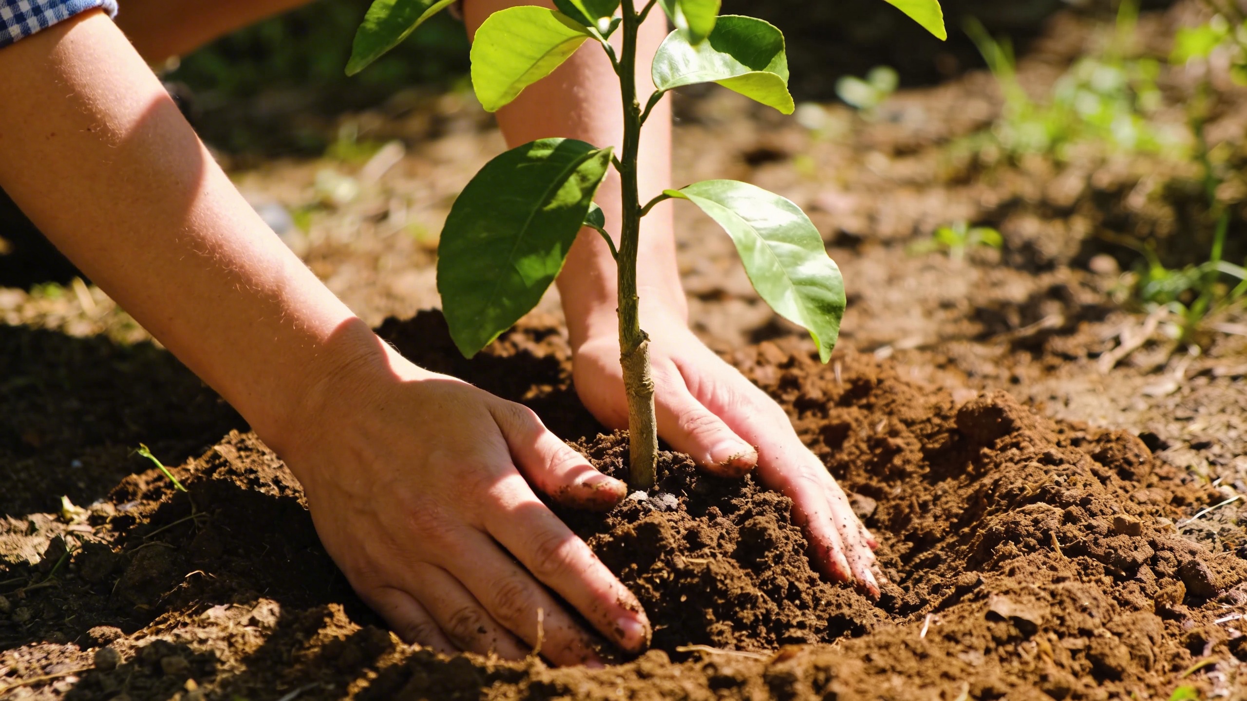 Planter un arbre fruitier maintenant plutôt qu'en automne : ça change vraiment quelque chose à la récolte