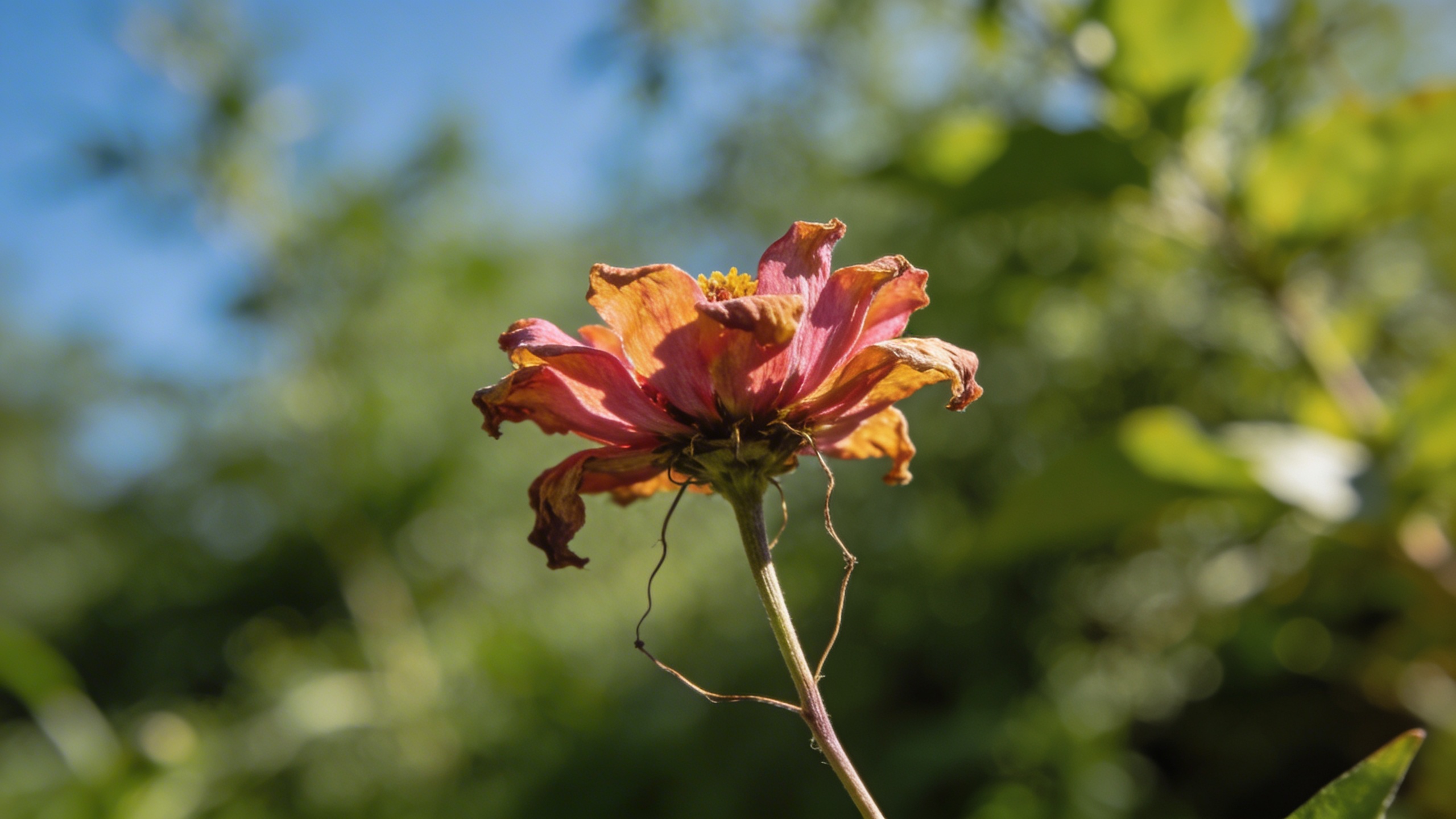 Semée trop tôt, cette fleur annuelle rate toute sa saison