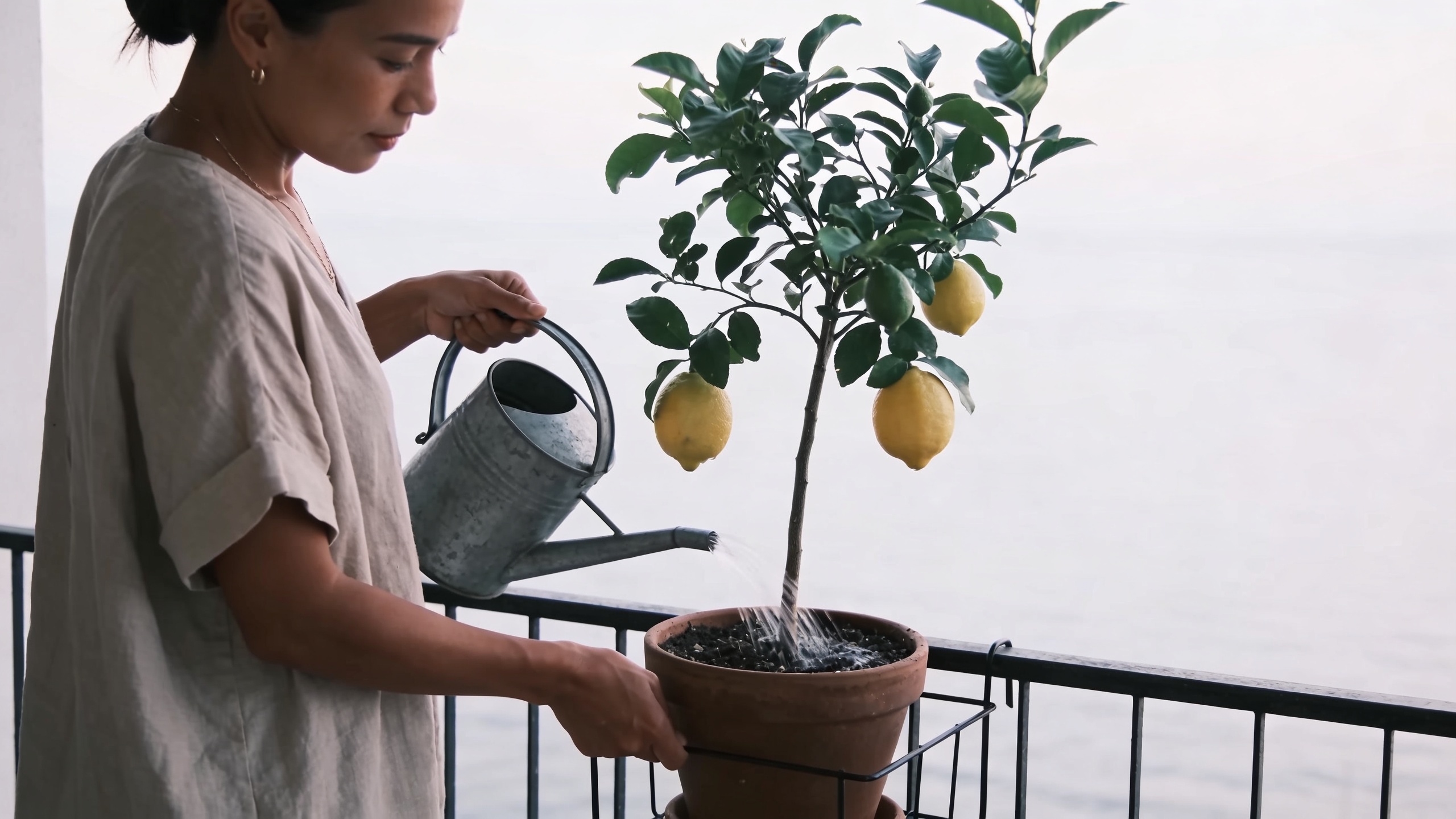 femme arrosant un citronnier en pot sur balcon