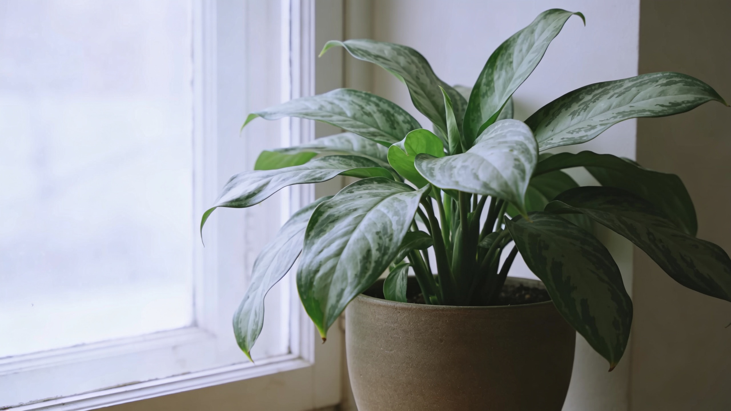 Grande plante verte en pot pres dune fenetre