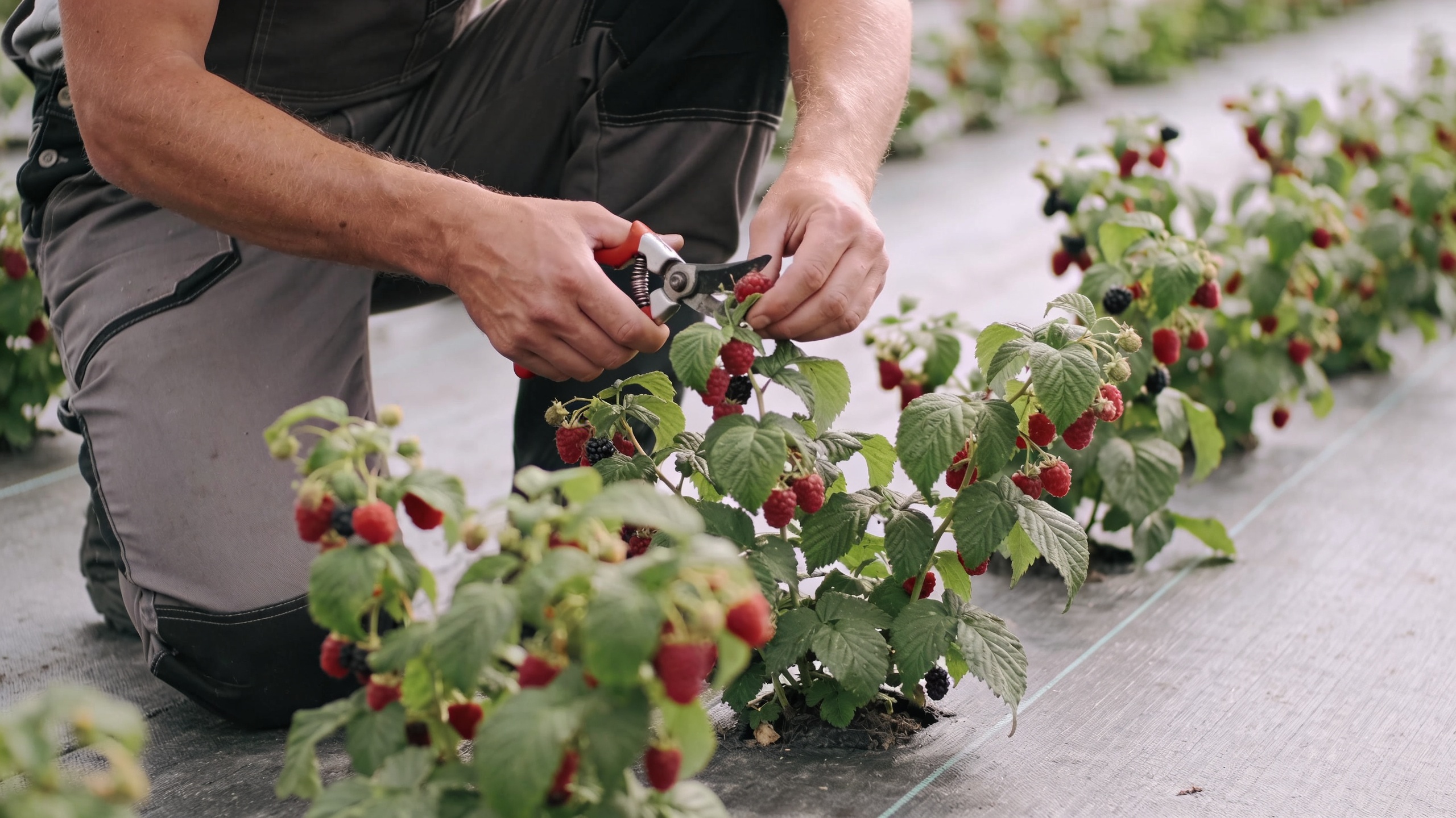 jardinier agenouille taille des framboisiers en rangs