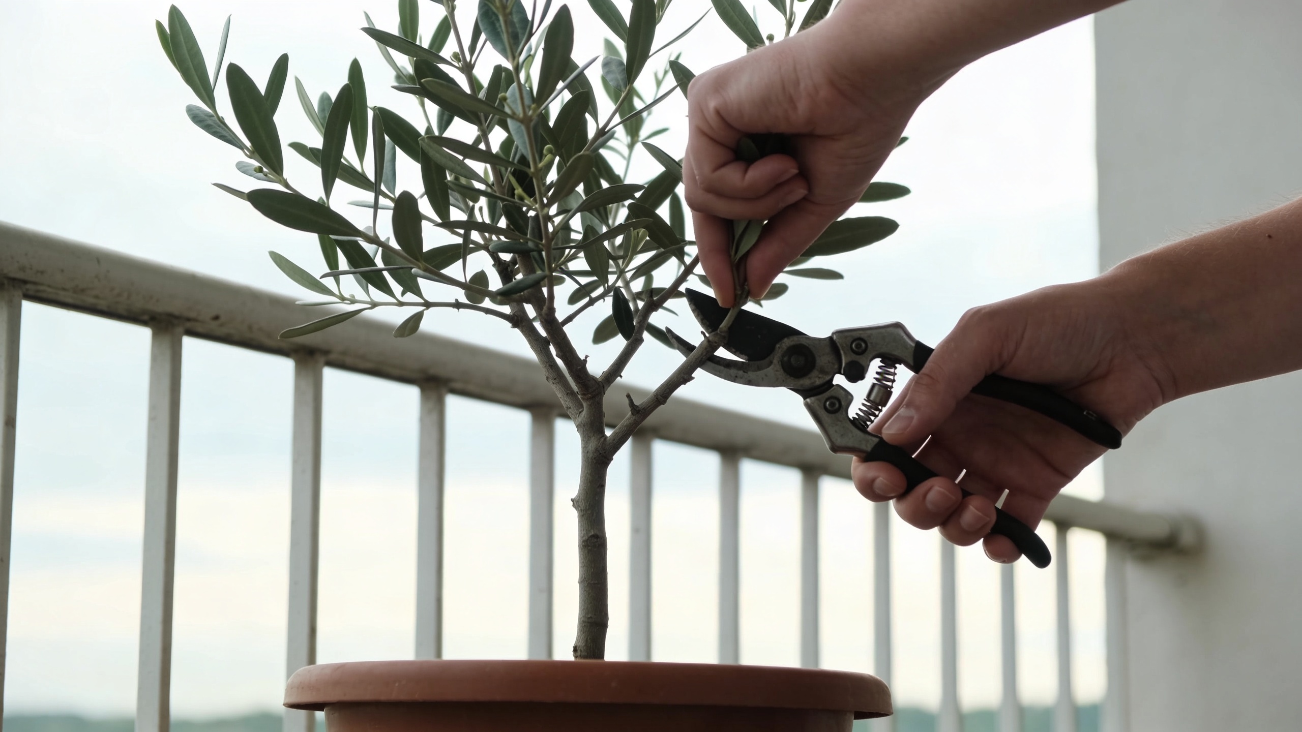 Mains taillant un olivier en pot sur balcon