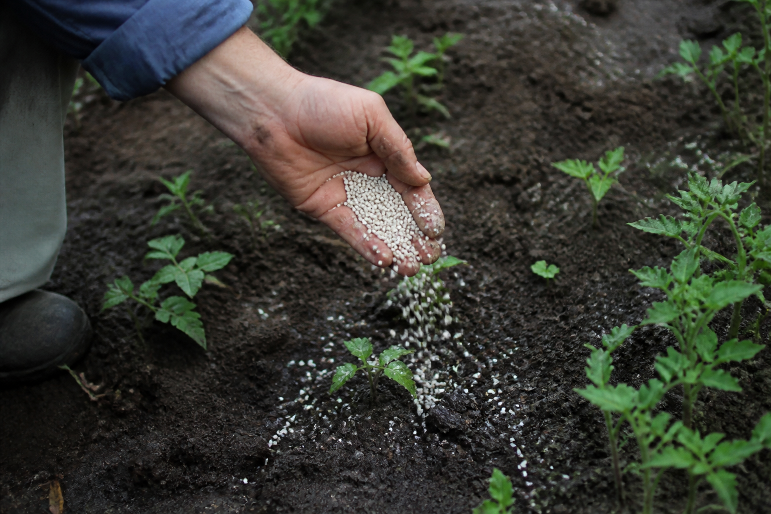 Mains versant engrais granule sur terre humide potager