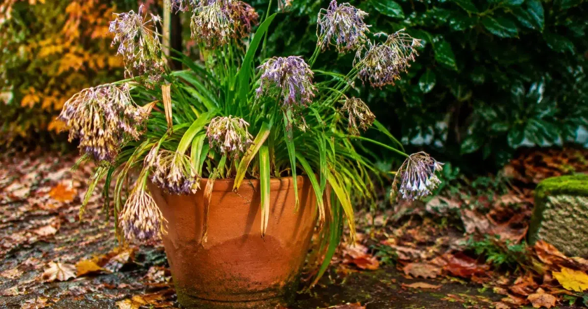 Pot d'agapanthes fanees posees sur sol automnal humide