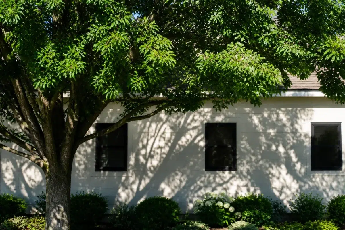 Arbre feuillu dense projetant ombre sur facade sud