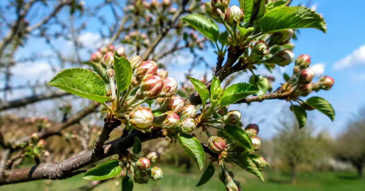 Arbre fruitier branches chargees bourgeons gonflees debut feuillaison visible