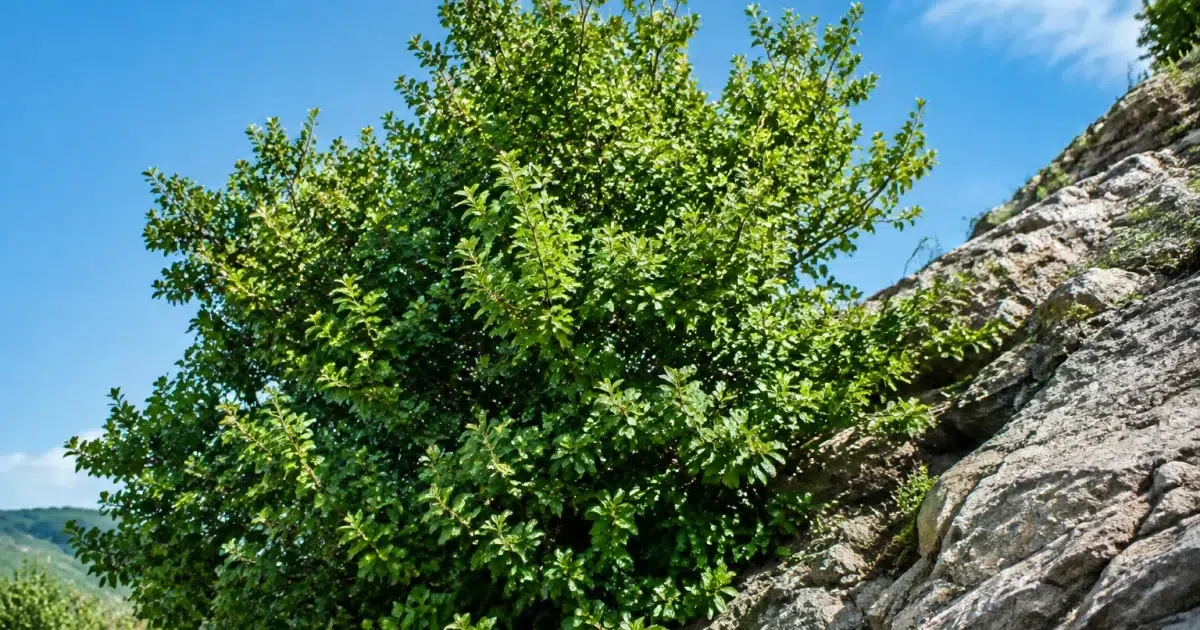 Arbuste dense et touffu poussant rapidement en hauteur contre terrain rocheux