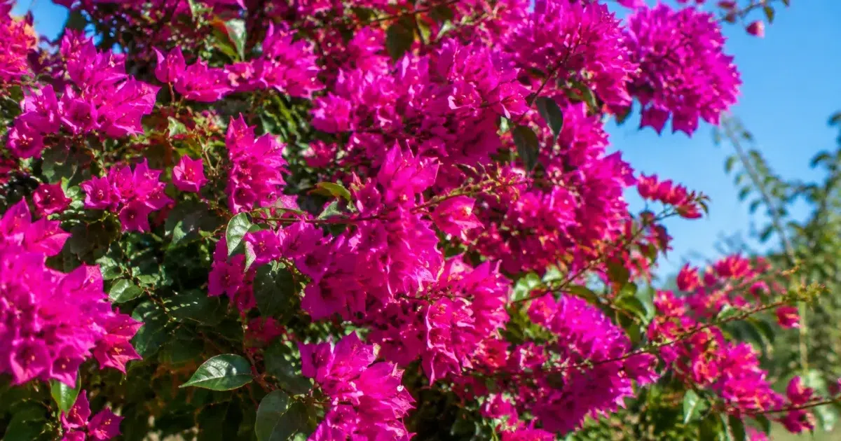 Arbuste aux fleurs rose fuchsia vif densement groupees sur branches