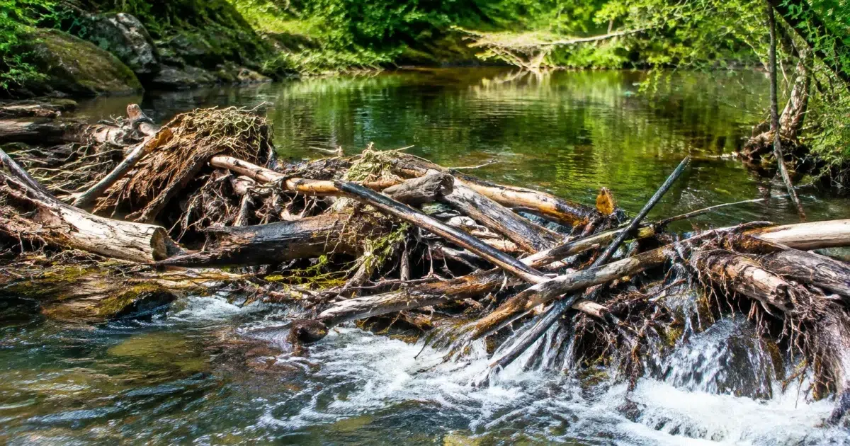 Barrage de bois et branches retenant l'eau du ruisseau élargi