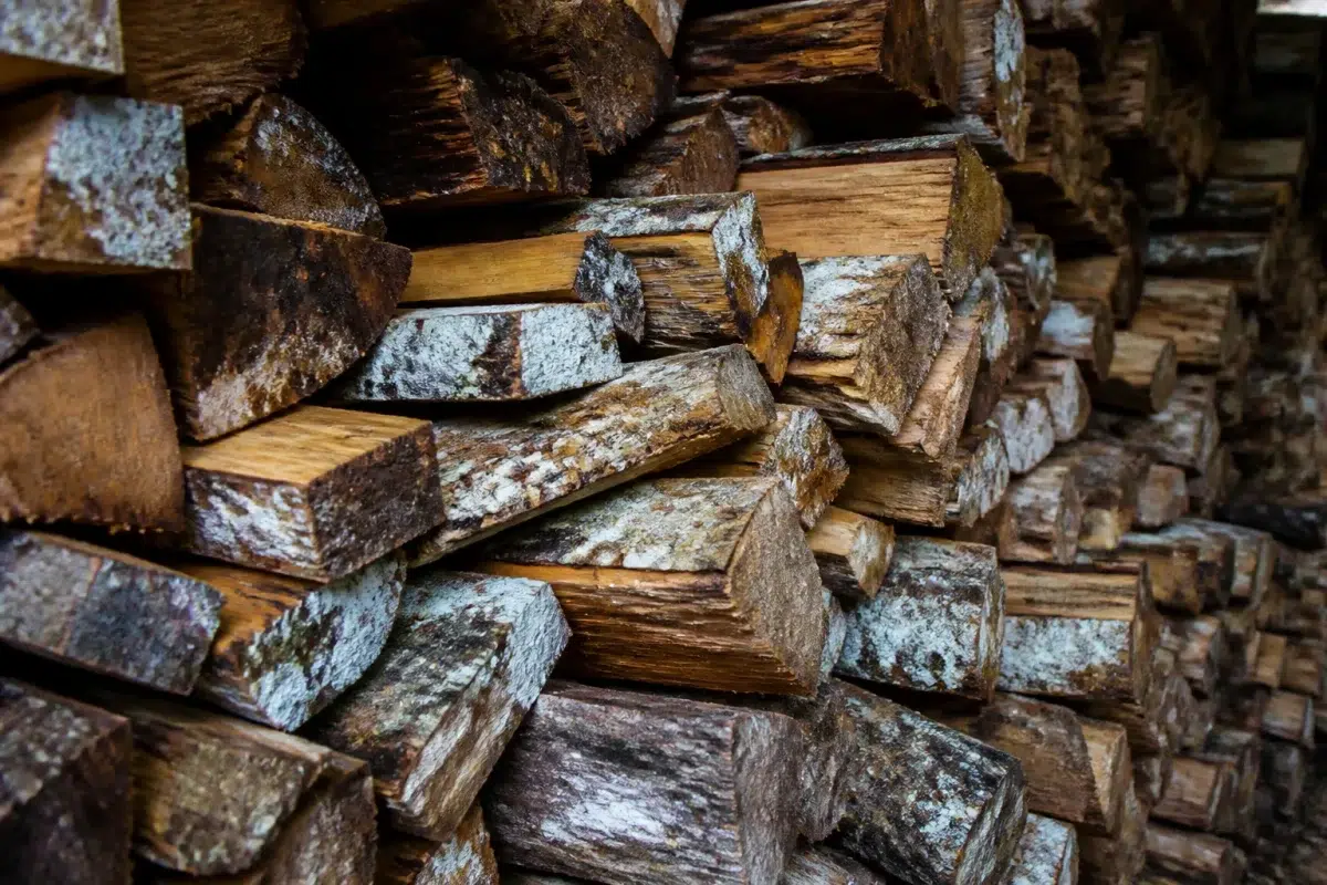 Pile bois humide avec traces blanches moisissures visibles