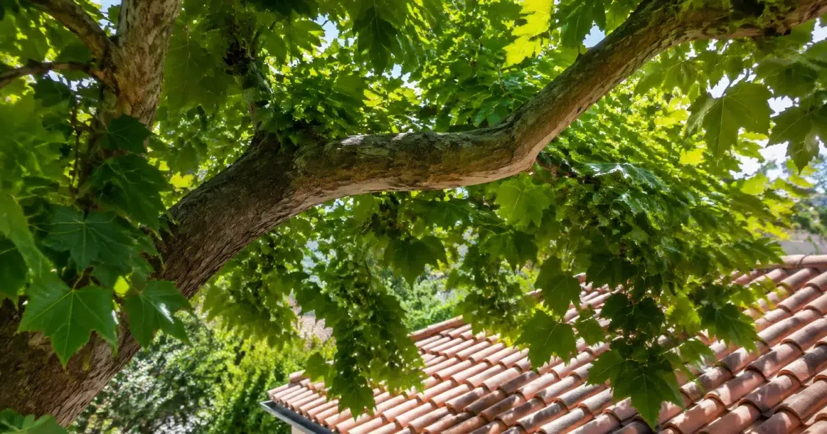 Branche surplombant maison avec feuillage dense pendant au dessus tuiles