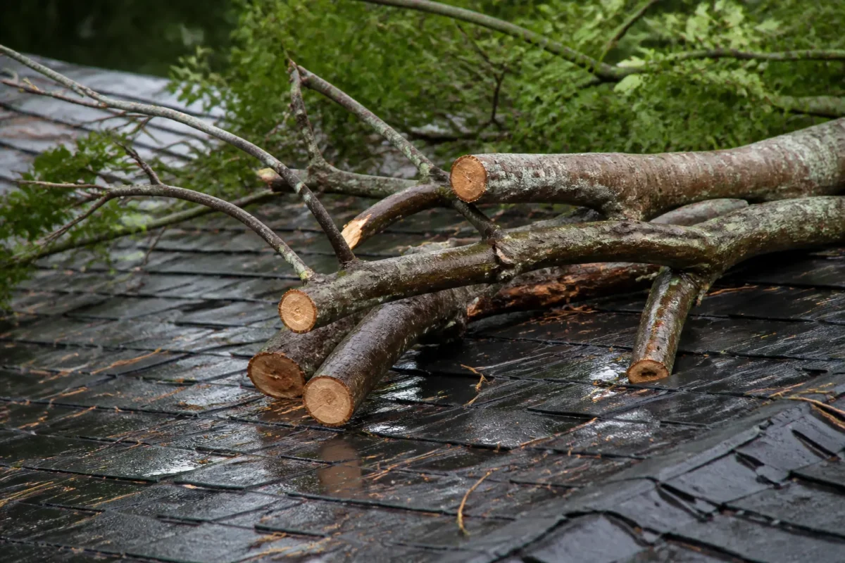 Branches coupees au dessus d'un toit humide
