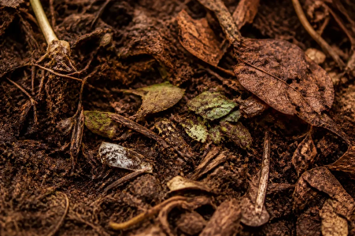 Couche de terre brune avec matieres organiques en decomposition