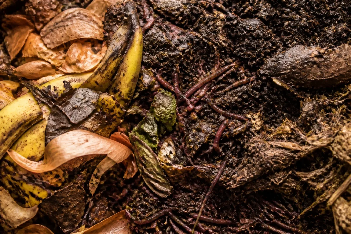 Couches de compost avec vers et matieres organiques