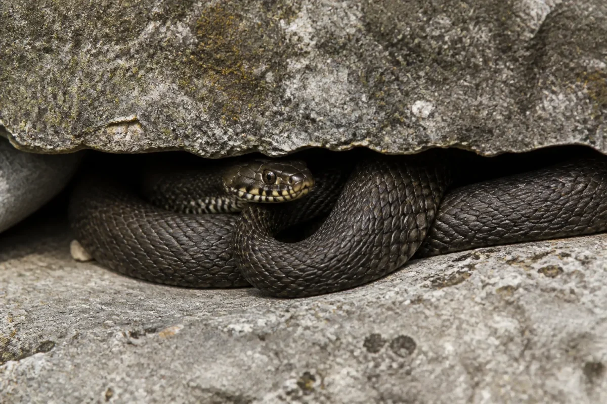 Couleuvre enrolee entre dalles de beton gris