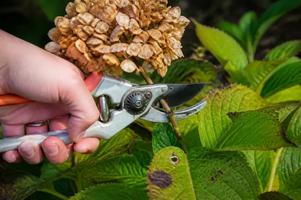 Secateur coupant tige hortensia deux centimetres sous fleur fanee