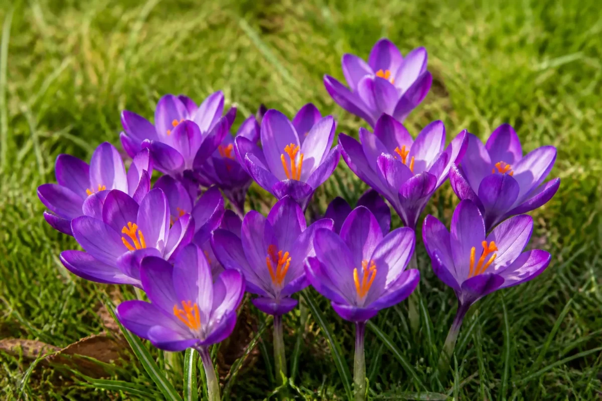 Crocus pourpre epanouis ensemble sur pelouse verte