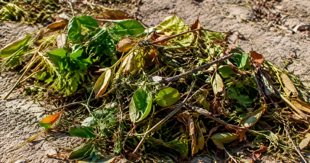 Debris vegetation marron repartis sur sol nu decolore