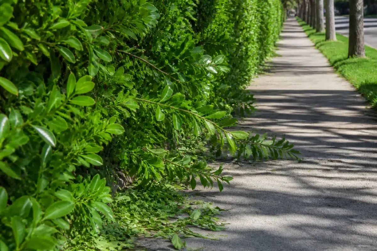 Branches vertes depassant trottoir apres taille estivale