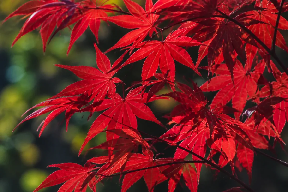 Feuilles palmees ecarlates erable sous lumiere douce