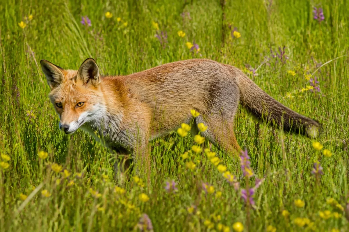 Faux coupant herbes hautes dans prairie fleurie humide