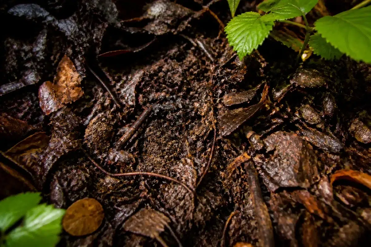 Feuilles mortes noires transformees en humus fertile sous la foret