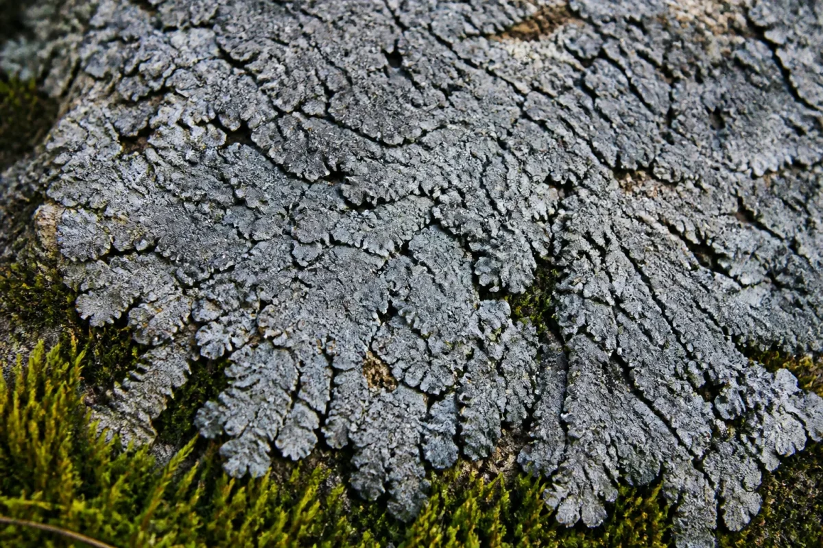 Feuilles entieres formant une croute compacte grise