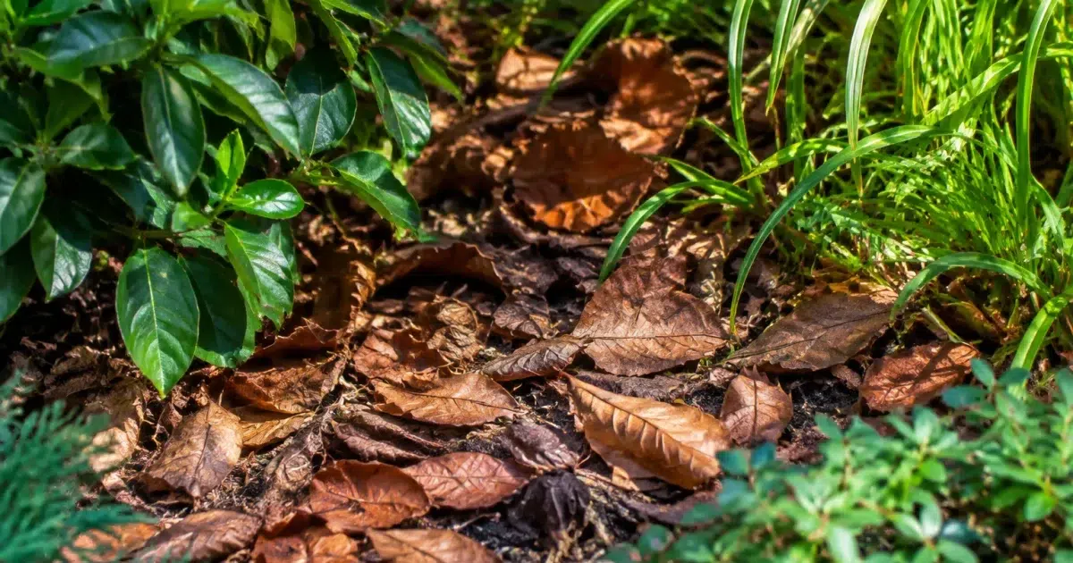 Feuilles brunes accumulees sur le sol du jardin entre les plantes