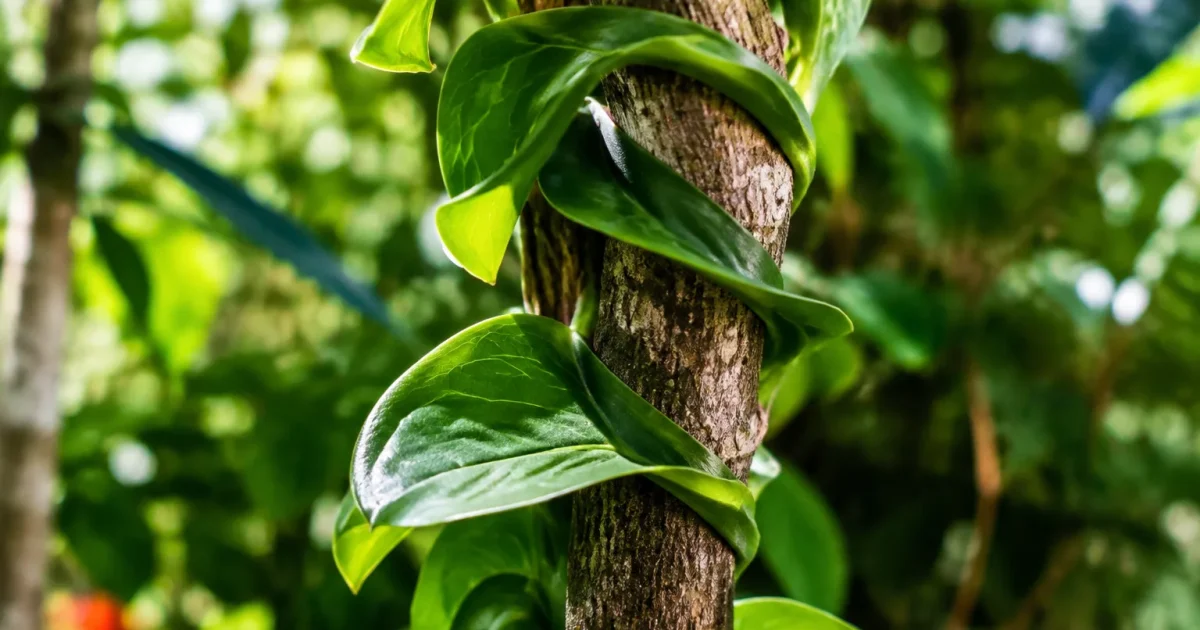 Feuilles vertes enroulent fermement le tronc
