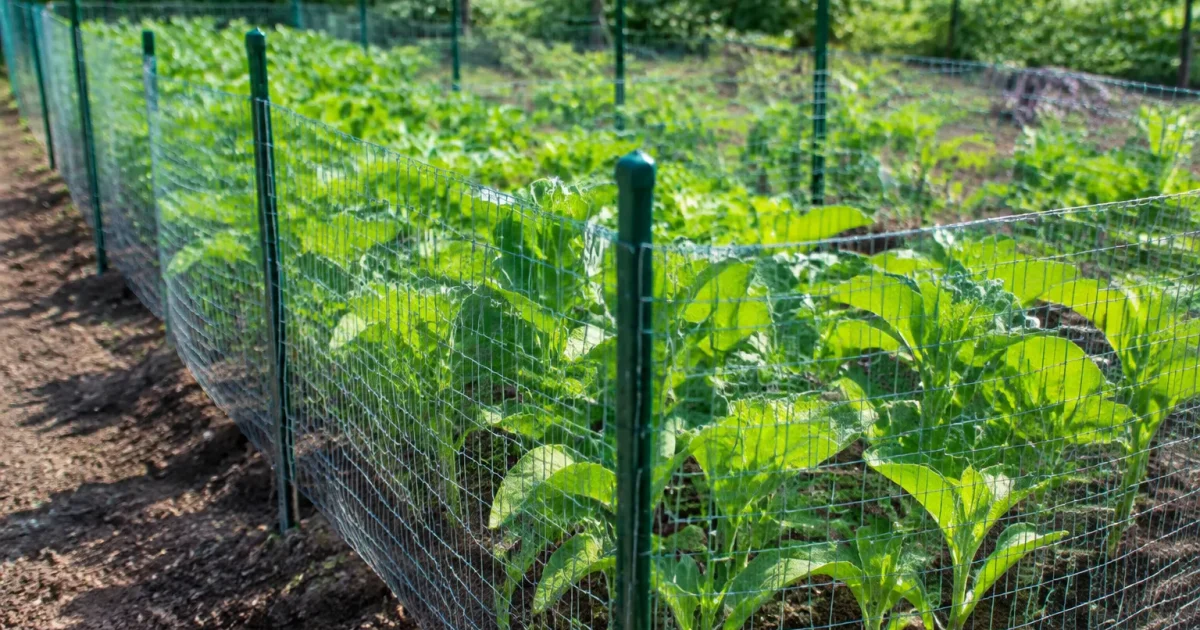 Grillage fin entoure rangees completes de jeunes plants verts