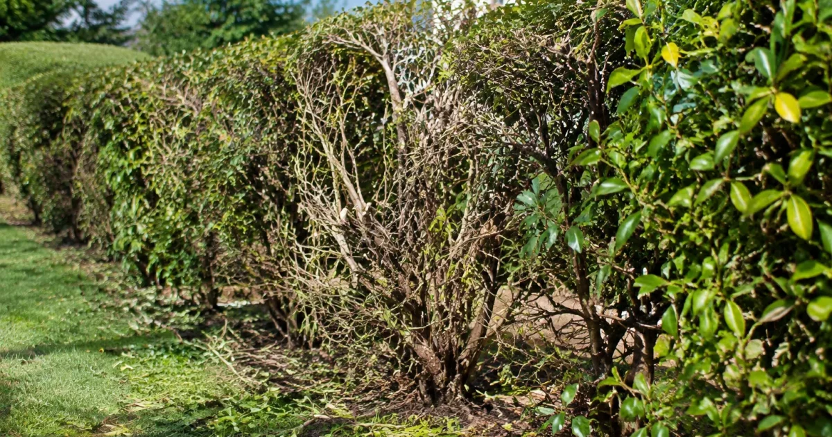 Haie montrant coupe inegale branches cassees zones denudees