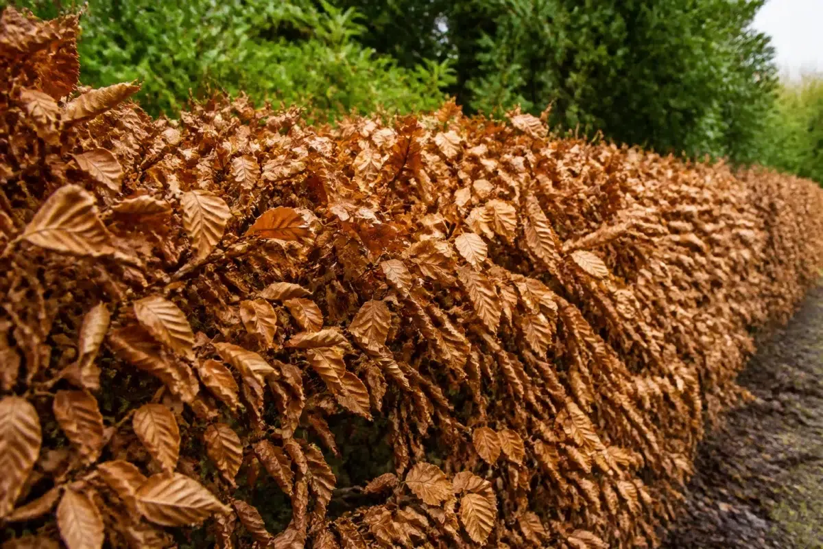 Haie aux feuilles brunes et ternes en hiver