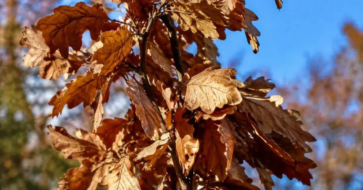 Branche dense couverte de feuilles marron desseches accrochees verticalement
