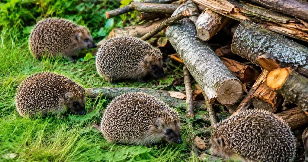 Cinq hérissons autour d'un tas de bois dans jardin herbeux