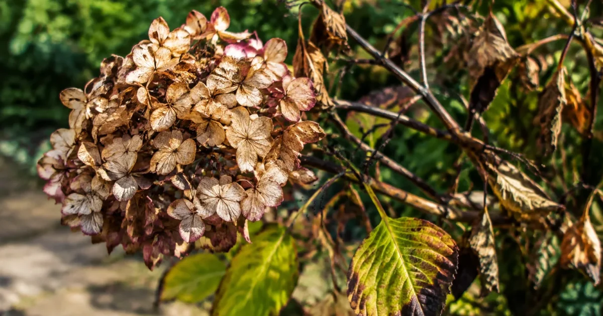 Hortensia desséché avec branches brûlées pendantes et feuilles endommagées visibles