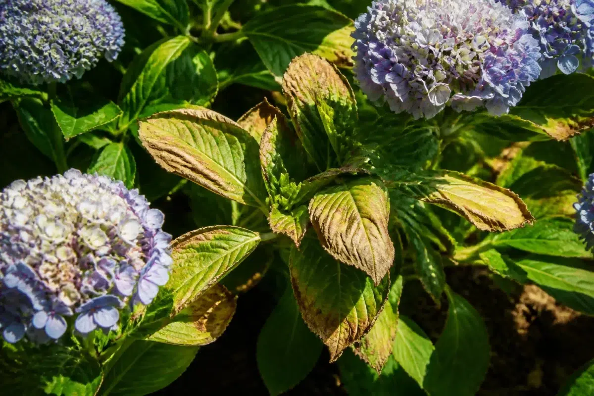 Hortensia aux feuilles brûlées sous soleil intense après-midi