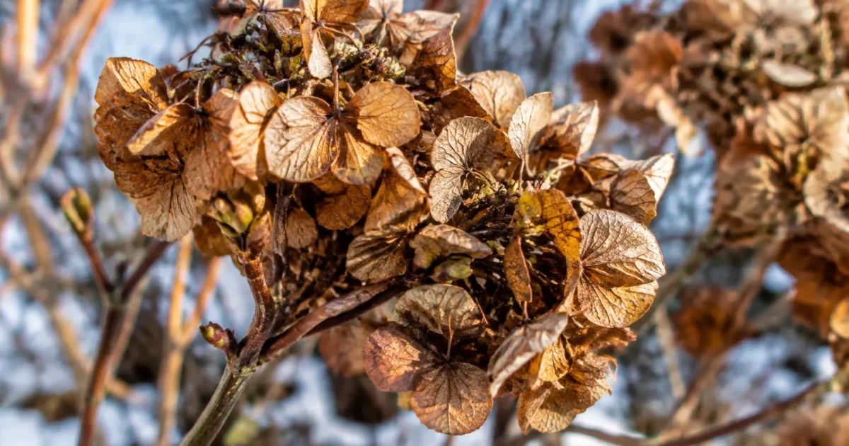 Hortensia fleurs dessechees abritant les jeunes bourgeons du gel