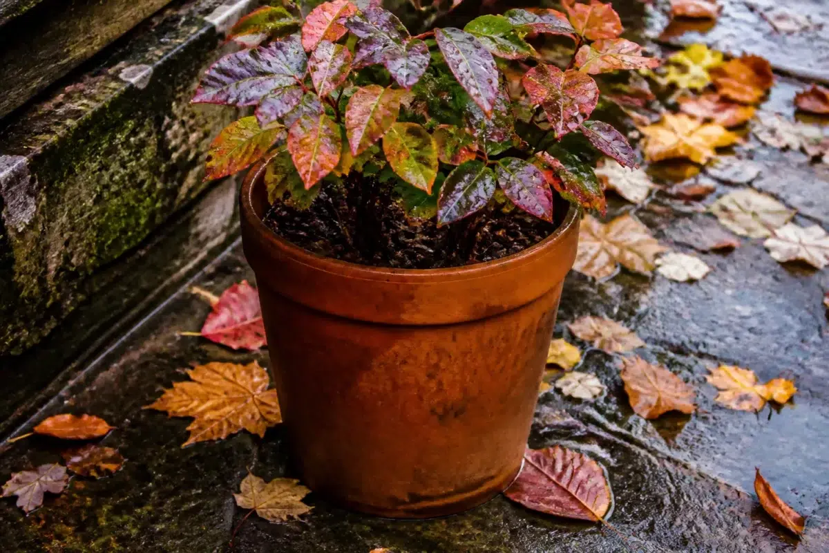 Main inspectant pot de plante trempe apres pluie automne