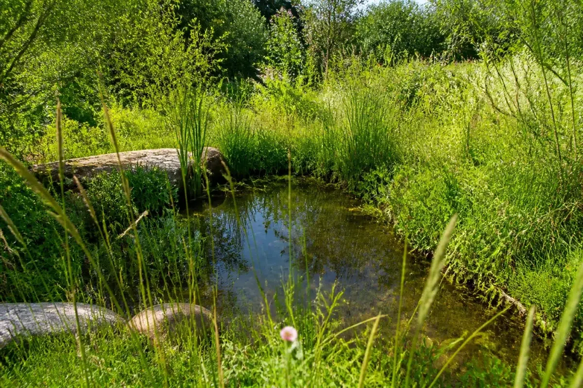Jardin sauvage avec herbes hautes et petite mare peu profonde