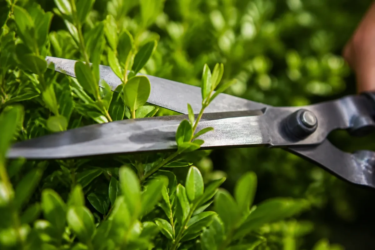 Lames affutees coupant nettement le feuillage vert