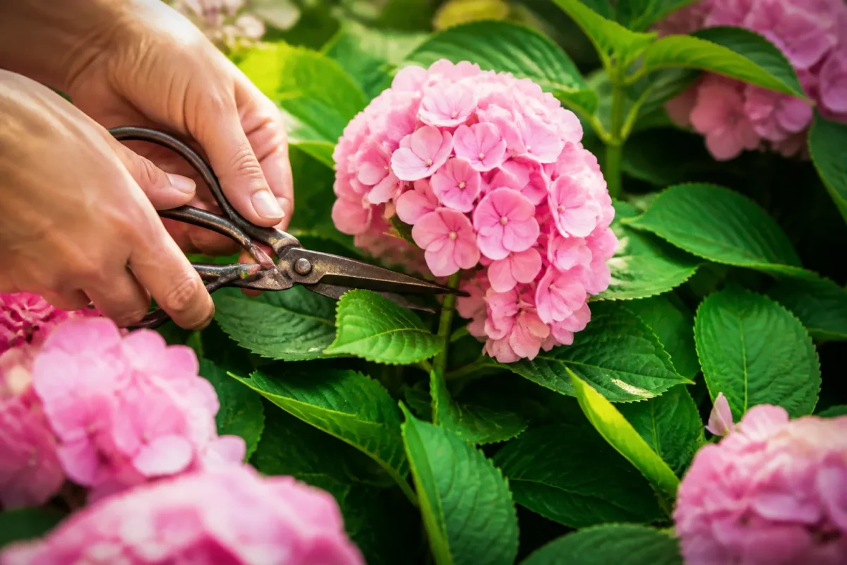Mains jardinier ciseaux hortensia rose branches
