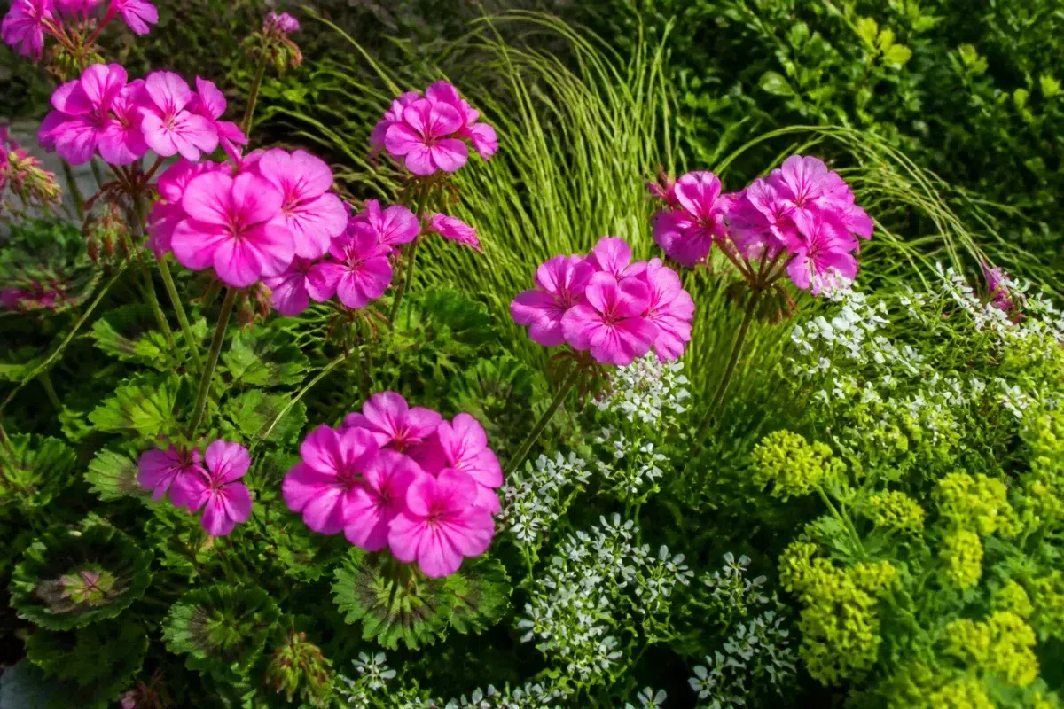 Massif floral multicolore avec géraniums roses et plantes compagnes vertes