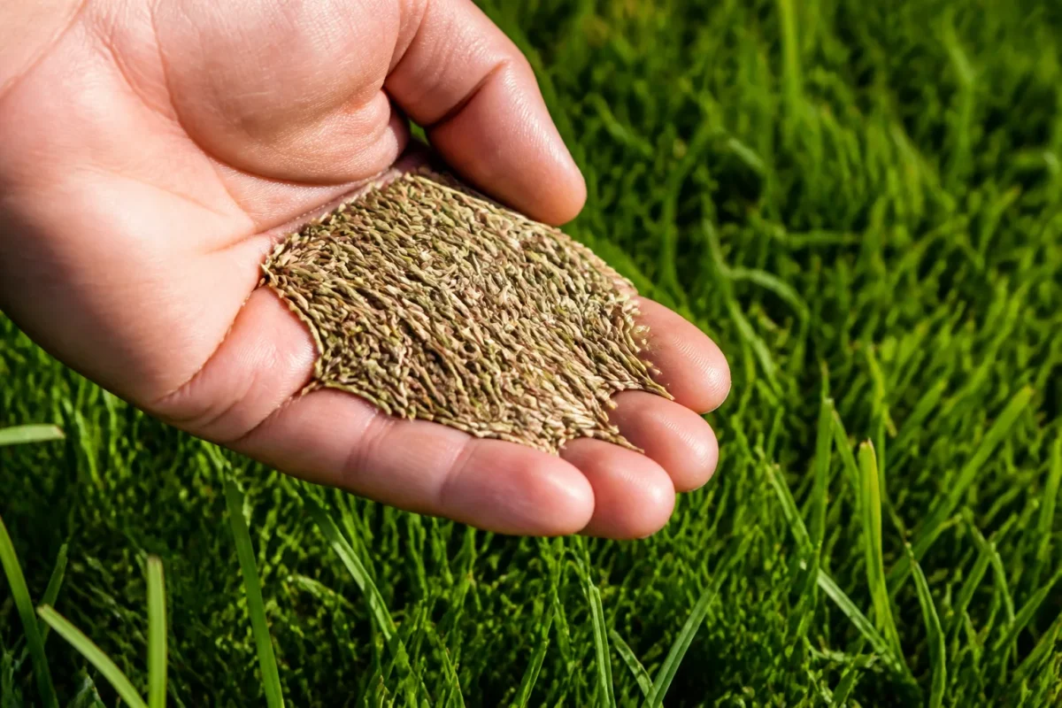 Semences herbacées mélangées ray-grass fétuque pâturin jardin