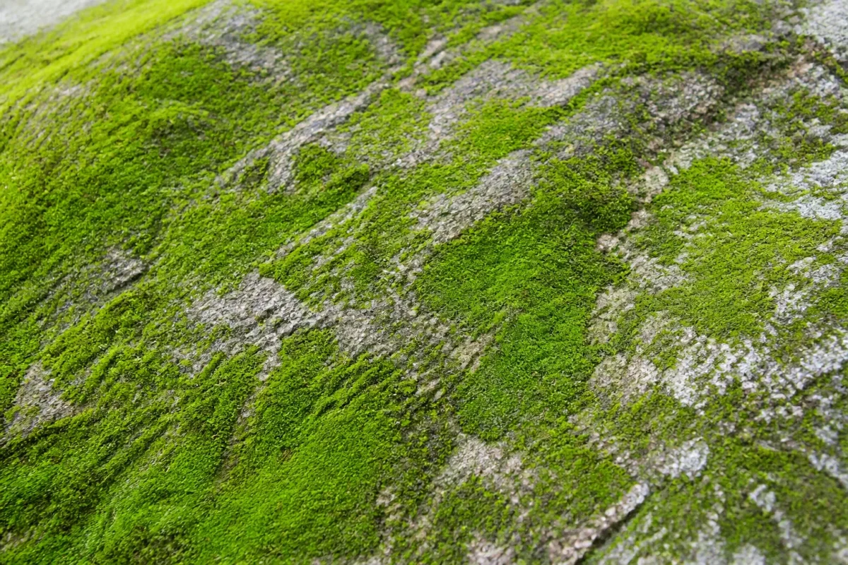 Mousse verte enrobant surface de pierre avant nettoyage