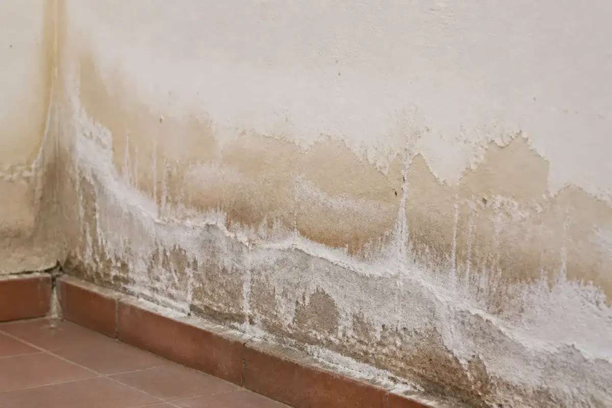 Mur humide avec traces d'infiltration et efflorescence blanche visible