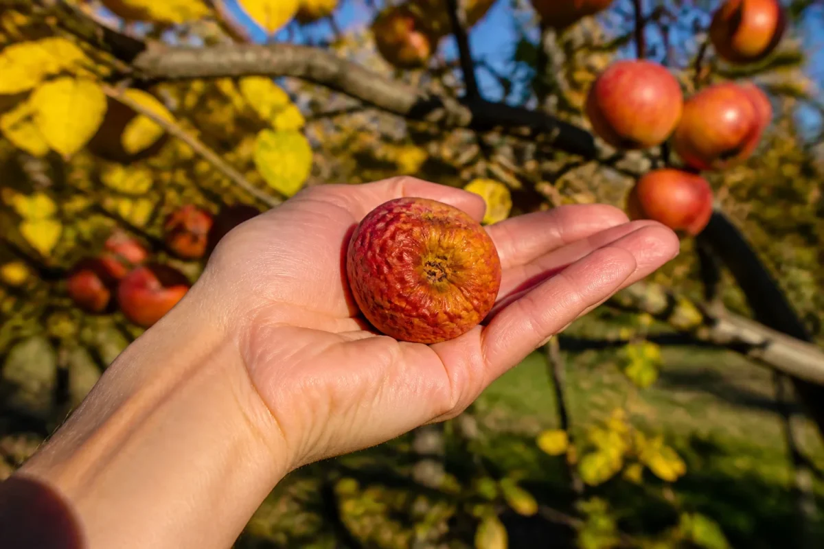 Main tenant pomme ridée détachée branche pommier automne