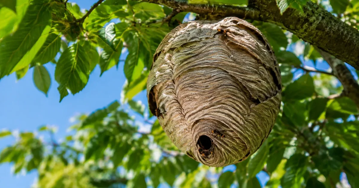 Nid de frelon suspendu sous branche d'arbre dans jardin