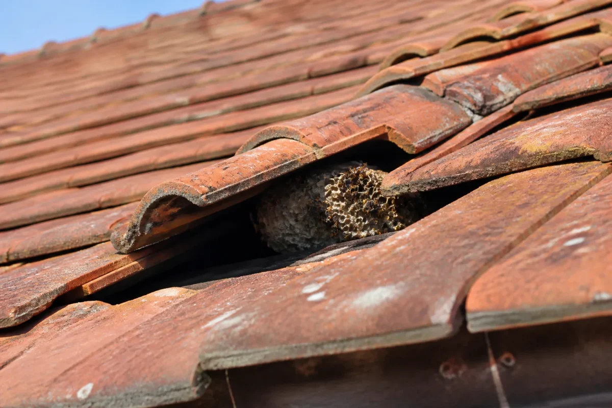 Nid de frelons sous tuile décalée de toiture