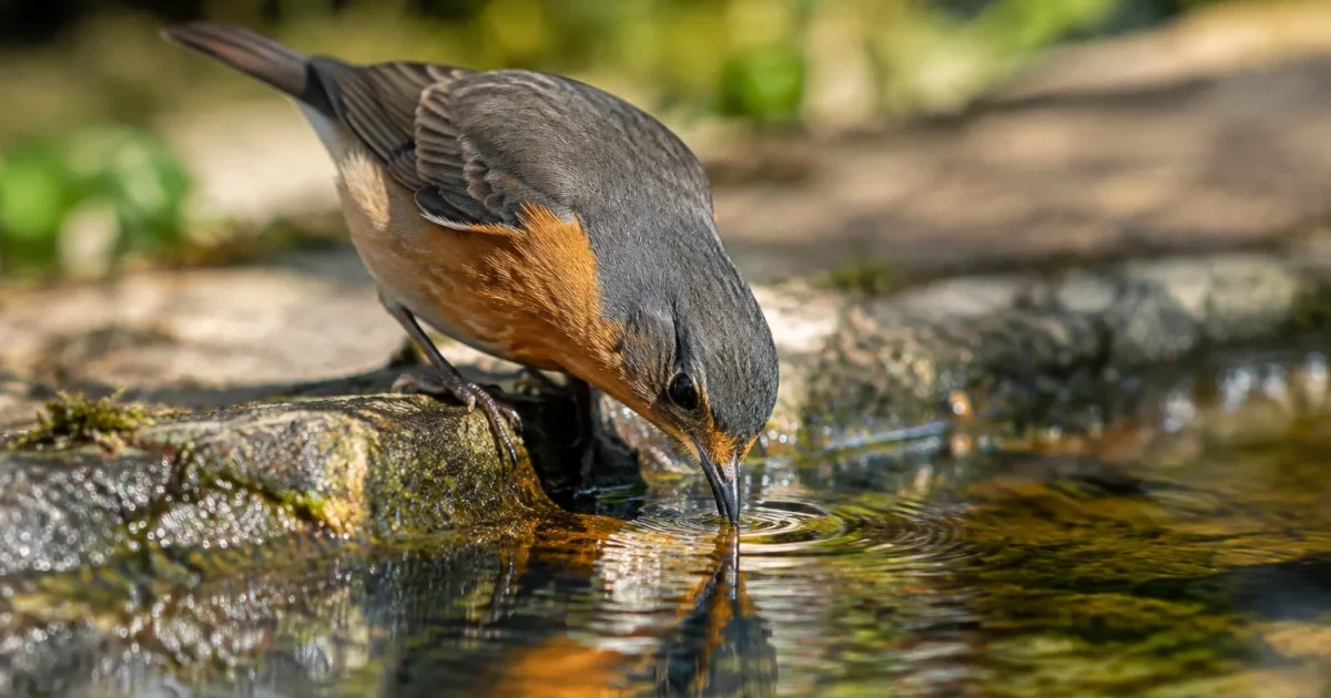 Oiseau penche vers l'avant buvant dans bassin eau peu profonde